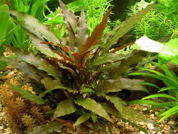 Cryptocoryne species brown