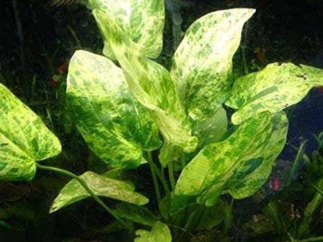 Echinodorus Marble Queen