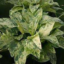 Echinodorus Marble Queen