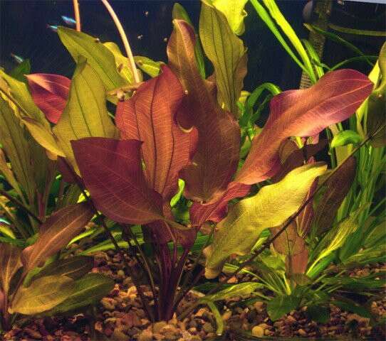 Echinodorus Regine Hildebrandt