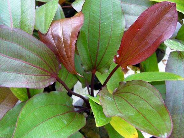 Echinodorus Regine Hildebrandt