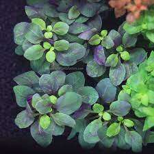 Lobelia cardinalis mini