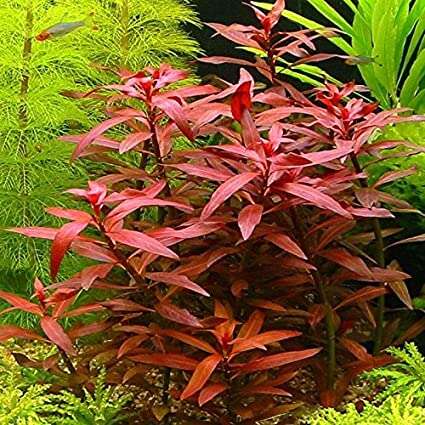 Ludwigia perennis