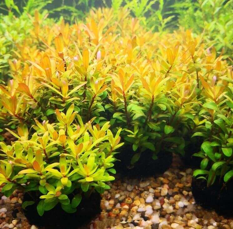 Ammania pedicellata Gold