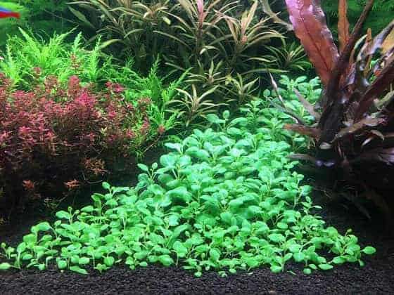 Lobelia cardinalis mini