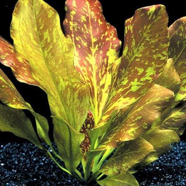 Echinodorus ozelot red