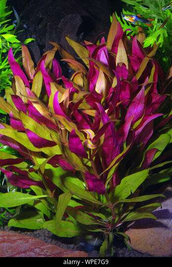 Alternanthera lilachina