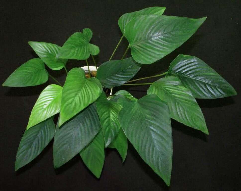 Anubias hastifolia