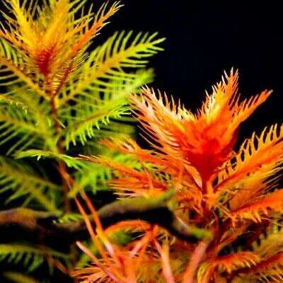 Proserpinaca Palustris