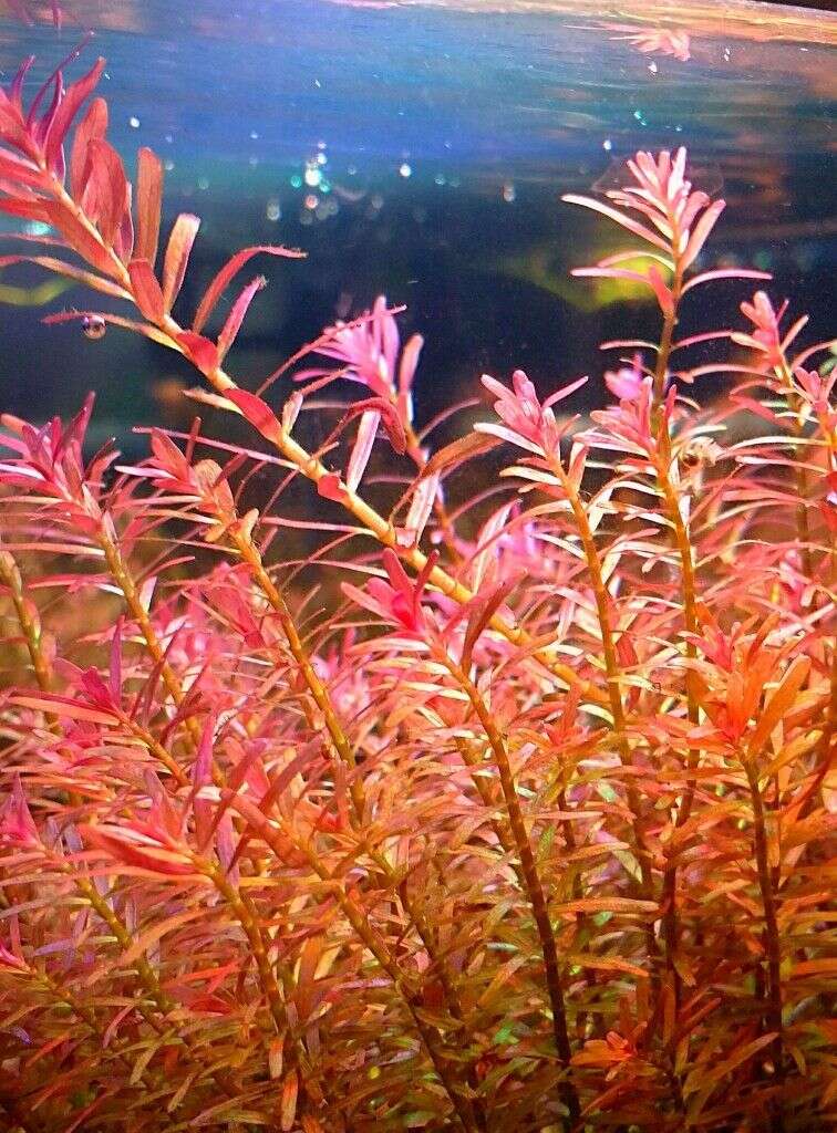 Rotala Vietnam Hra
