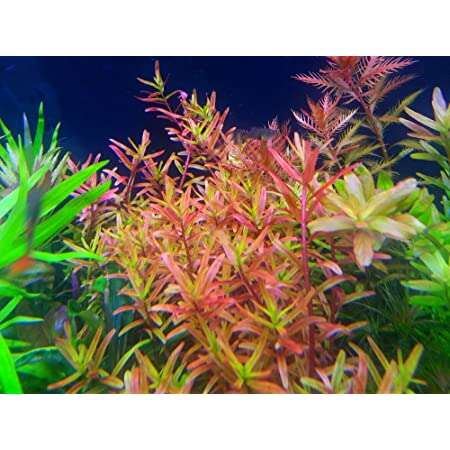 Rotala Vietnam Hra