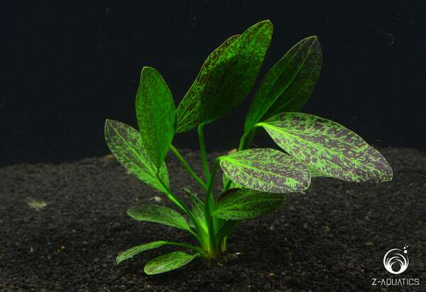 Echinodorus Green Flame