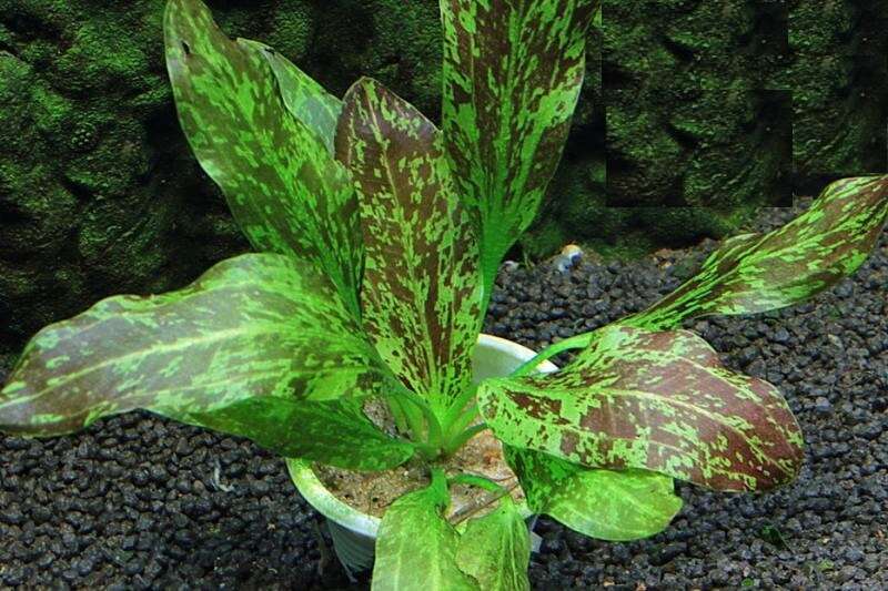 Echinodorus Green Flame