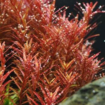 Rotala Yao Yai