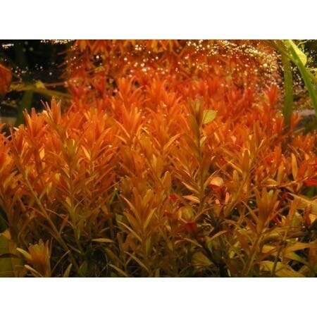 Rotala Rotundifolia Orange Juice