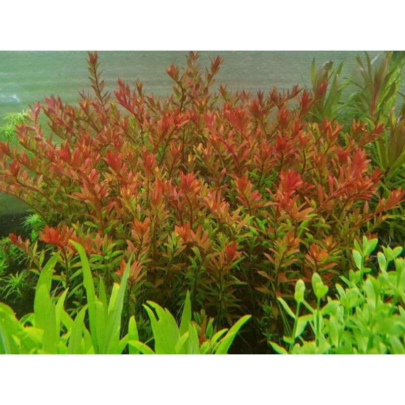 Rotala Rotundifolia Orange Juice