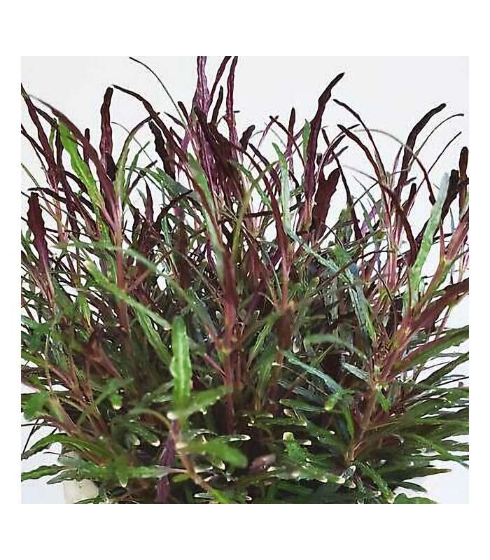 Hemigraphis exotica (narrow leaves)  kan brukes i terrarium