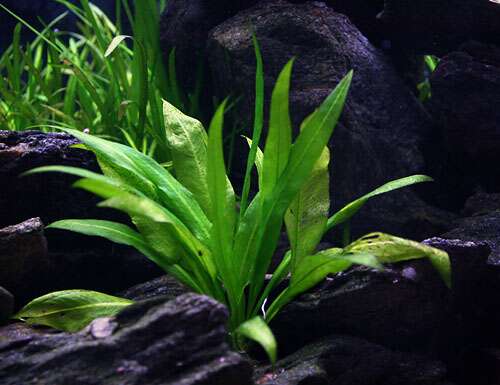 Echinodorus bleheri (Syn: E. grisebachii Bleherae)     Mother plant