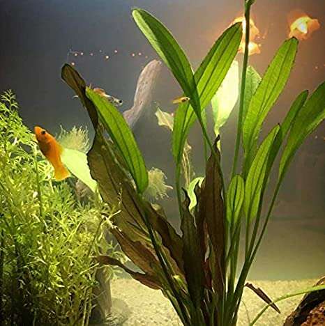 Echinodorus Red Diamond