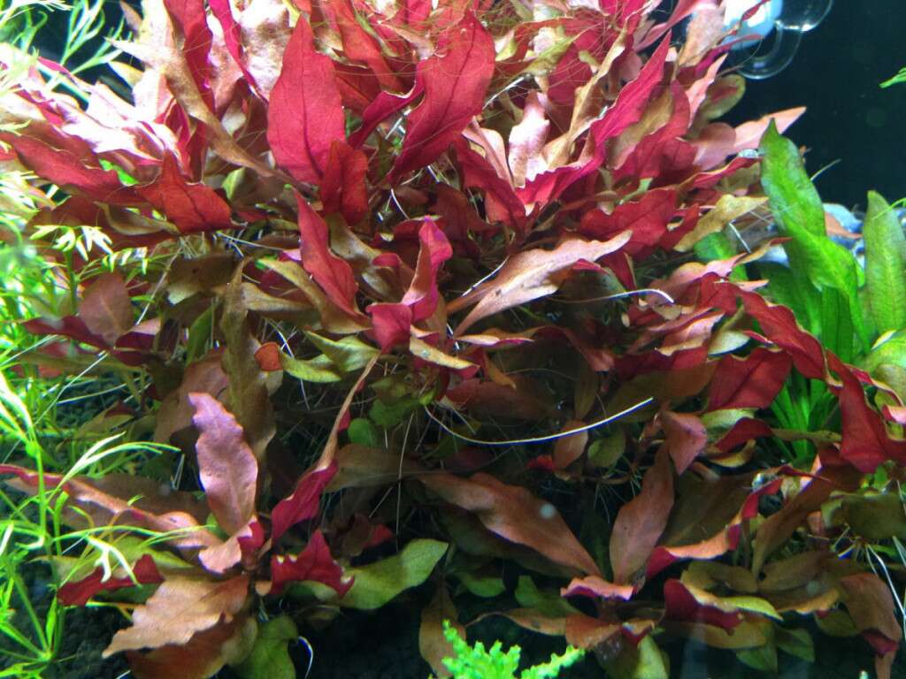 Alternanthera cardinalis