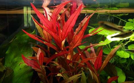 Alternanthera cardinalis