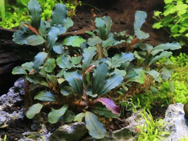 Bucephalandra wavy leaf