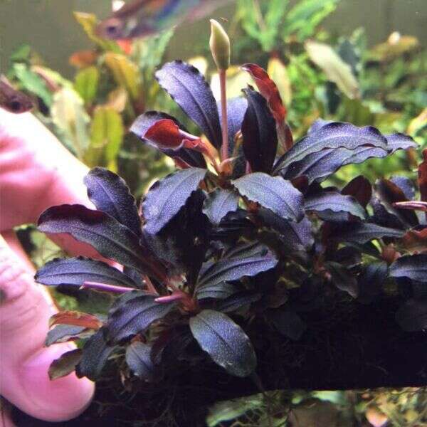 Bucepalandra sp Mini Red