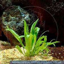Cryptocoryne Costata