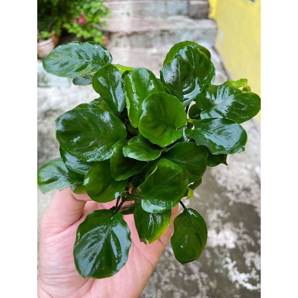 Anubias Barteri sp Coin Leaf