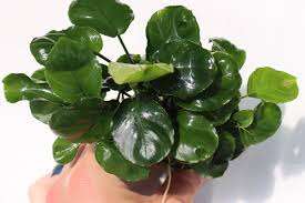 Anubias Barteri sp Coin Leaf