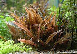 Cryptocoryne wendtii Mi Oya Invitro