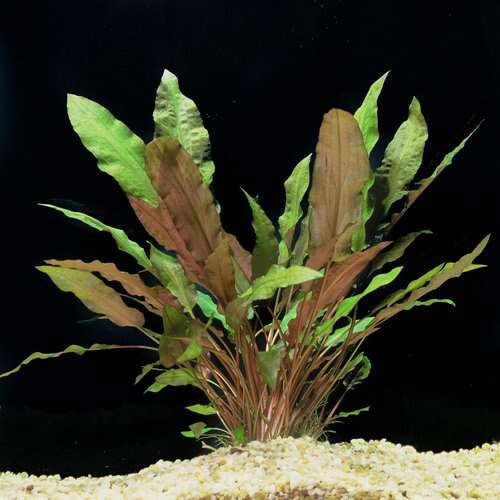 Cryptocoryne wendtii Mi Oya Invitro