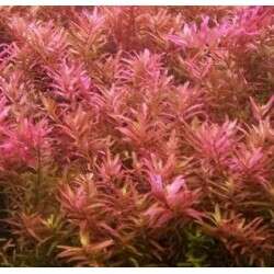 Rotala sp.Yao Yai invitro