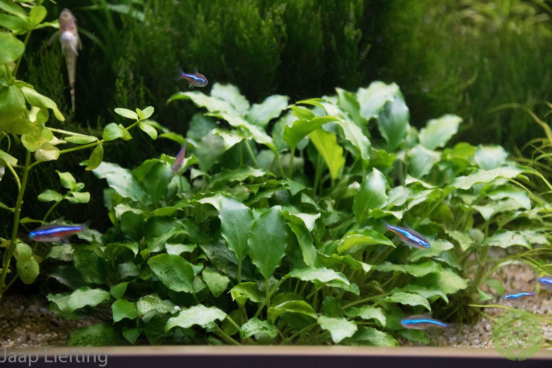 Schismatoglottis prietoi