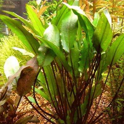 Cryptocoryne Walkerii
