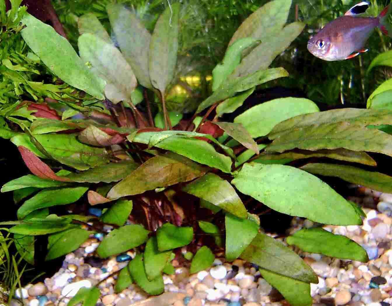 Cryptocoryne Walkerii