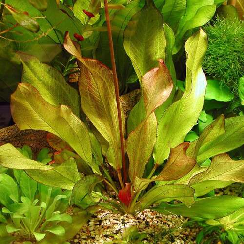 Echinodorus Atlandsberg