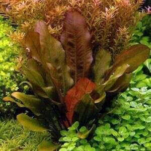 Echinodorus Atlandsberg