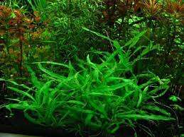 Hygrophila Pantanal wavy, XL (mother plant)