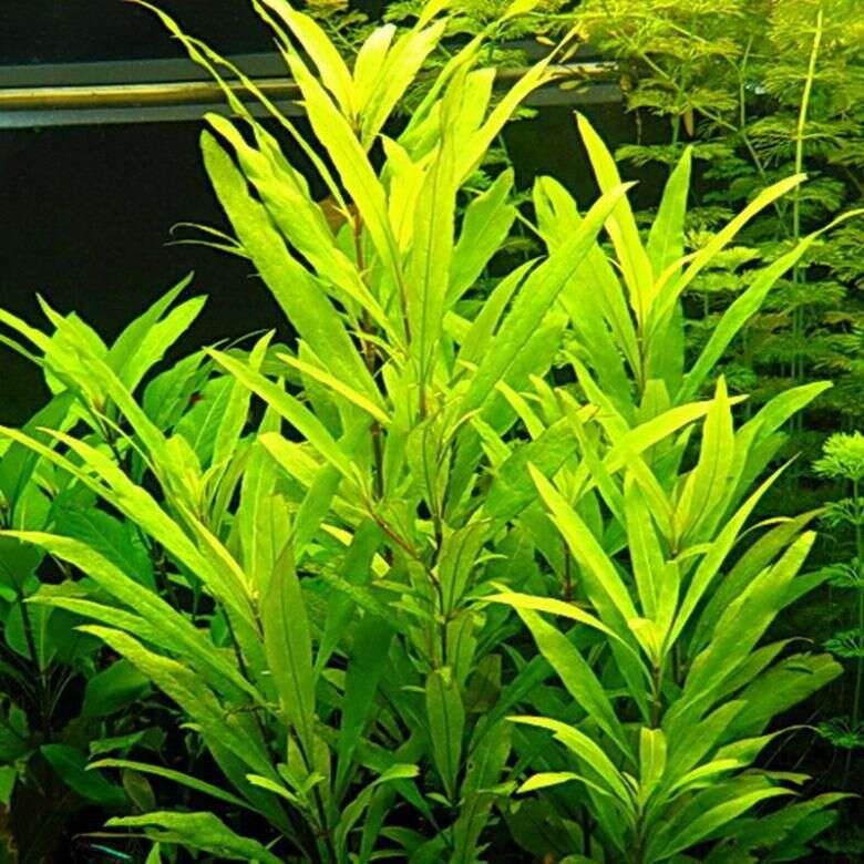 Hygrophila Siamensis XL(mother plant)