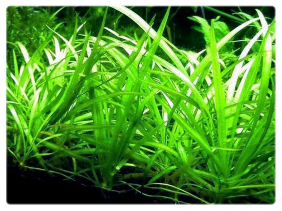 Echinodorus Magdalensis