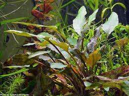 Cryptocoryne Moehlmannii