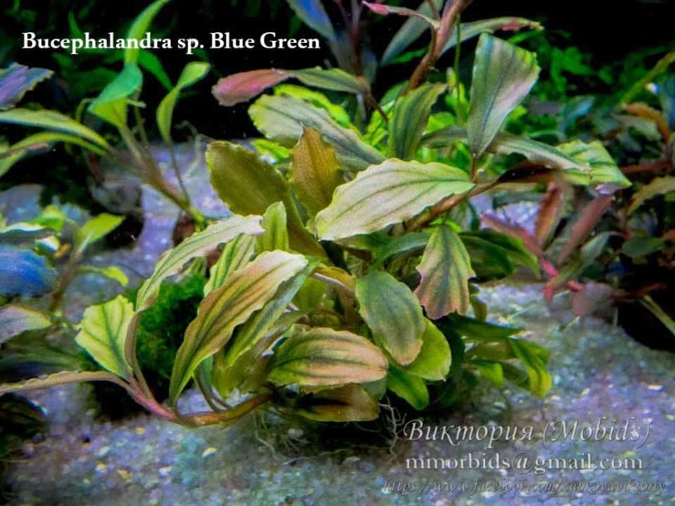 Bucephalandra sp Blue Green
