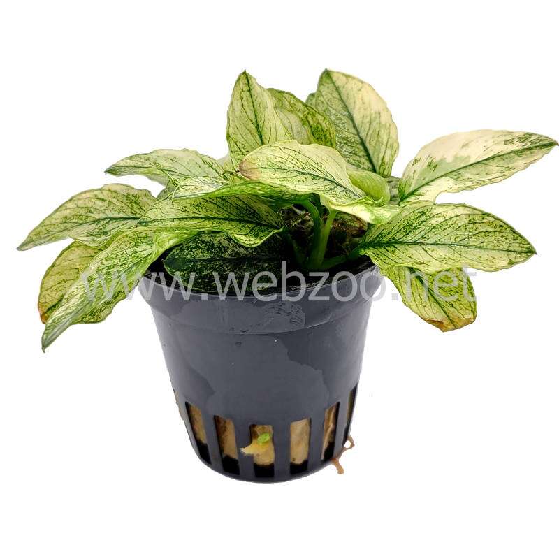 Anubias Nana Pinto (sjelden)