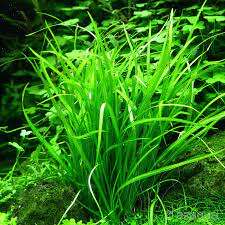 Echinodorus Tenellus