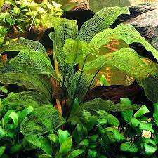 Aponogeton madagascariensis