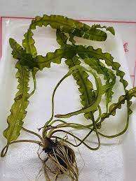 Aponogeton Longplumulosus