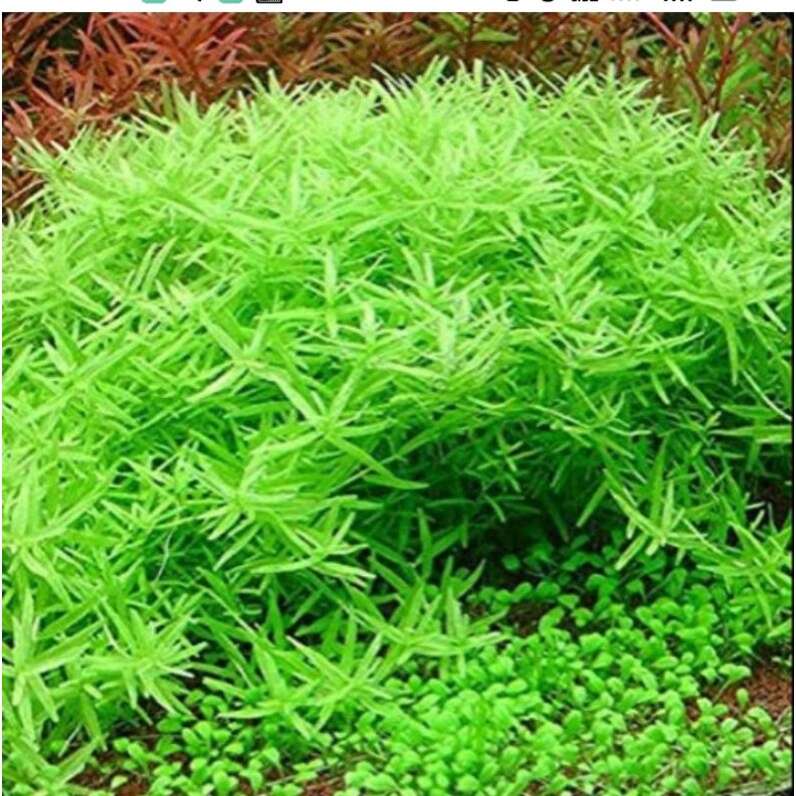 Rotala sp Green