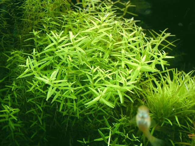 Rotala sp Green
