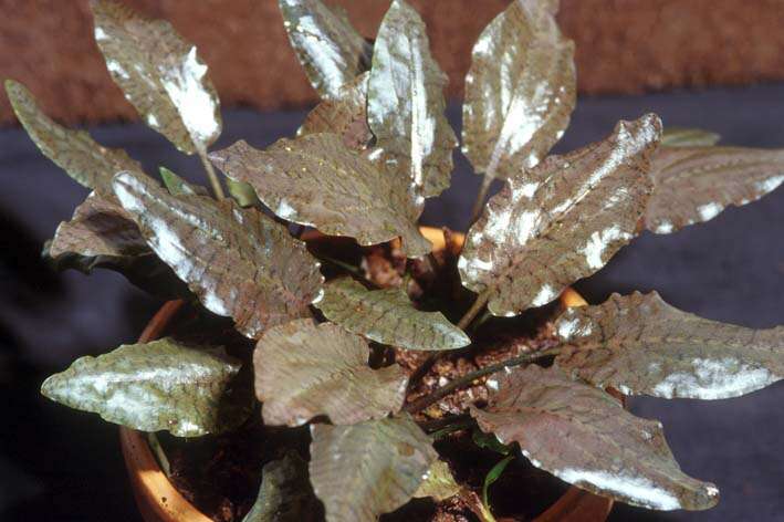 Cryptocoryne Purpurea (svært sjelden)